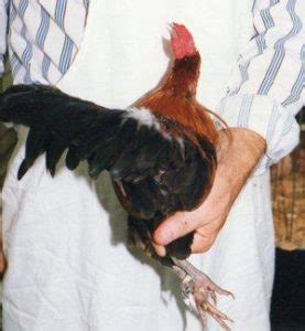 wry tail in chickens|WRY TAIL – Small and backyard poultry .